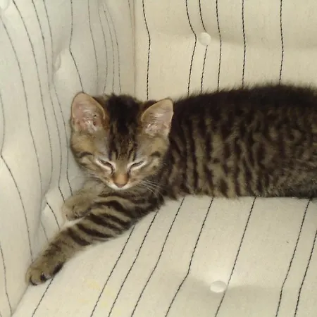 Foldenhus Ferieboliger Og بوجنسي